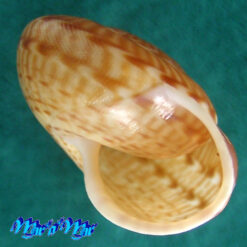 Solaropsis vipera (L. Pfeiffer, 1859) - Imagem 2