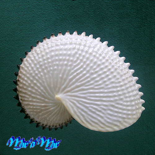 Argonauta nodosa Lightfoot,1786