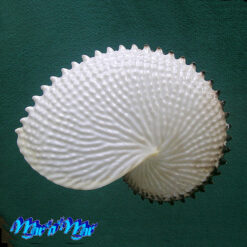 Argonauta nodosa Lightfoot,1786 - Imagem 3