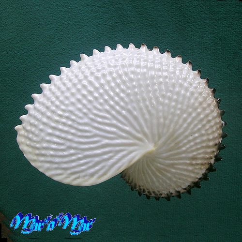 Argonauta nodosa Lightfoot,1786 - Imagem 3