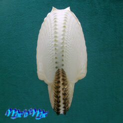 Argonauta nodosa Lightfoot,1786 - Imagem 2