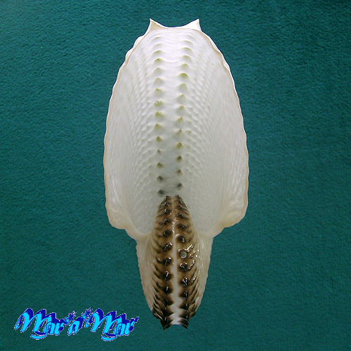 Argonauta nodosa Lightfoot,1786 - Imagem 2