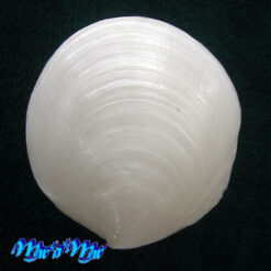 Alternative view of Miltha childrenae (Gray, 1825)