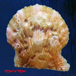 Leptopecten bavayi Dautzemberg, 1927