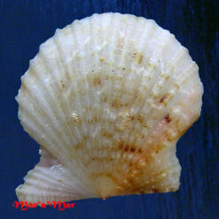 Alternative view of Leptopecten bavayi Dautzemberg, 1927