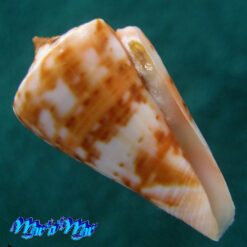 Conus carioca Petuch, 1986