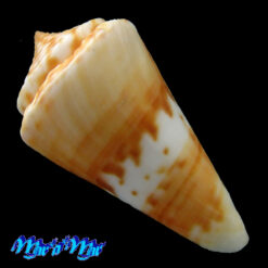 Conus carioca Petuch, 1986