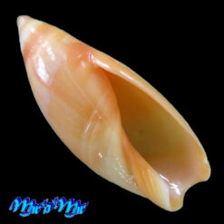 Amalda josecarlosi Pastorino, 2003