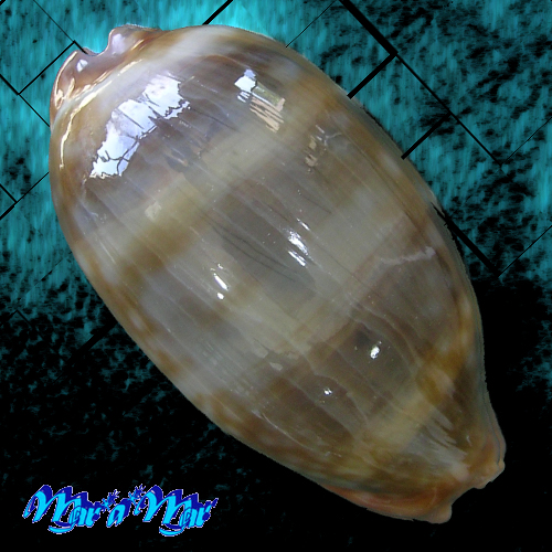 Macrocypraea zebra Linnaeus, 1758