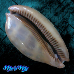 Alternative view of Macrocypraea zebra Linnaeus, 1758