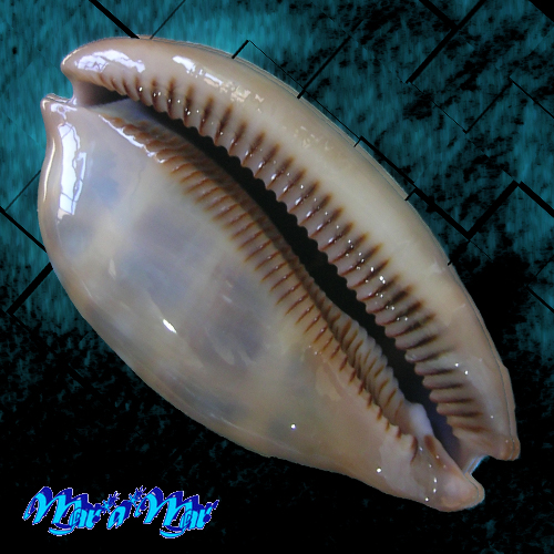 Macrocypraea zebra Linnaeus, 1758 - Imagem 2