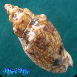 Alternative view of Odontocymbiola americana (Reeve, 1846)