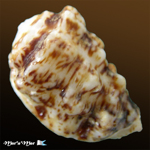 Morum oniscus (Linnaeus, 1767) - Image 2