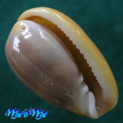 Bullata largillierti (Kiener, 1834)