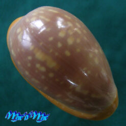 Alternative view of Bullata largillierti (Kiener, 1834)