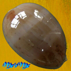 Cypraea (Luria) cinerea brasiliensis Lorenz & Hubert, 1993