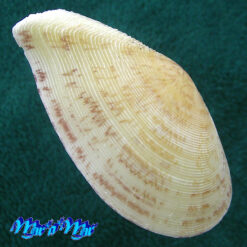 Tellina listeri Röding, 1798