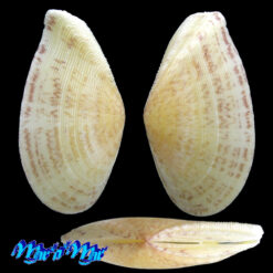 Alternative view of Tellina listeri Röding, 1798