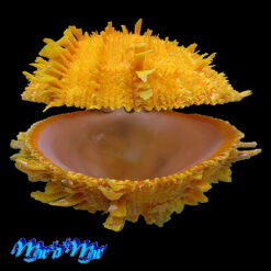 Alternative view of Spondylus ictericus Reeve, 1856