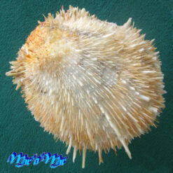 Spondylus aurispinae Damarco & Bologna, 2009