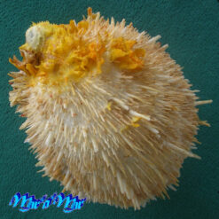 Alternative view of Spondylus aurispinae Damarco & Bologna, 2009