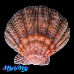 Alternative view of Nodipecten nodosus (Linnaeus, 1758)