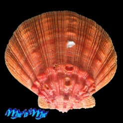 Nodipecten nodosus (Linnaeus, 1758)