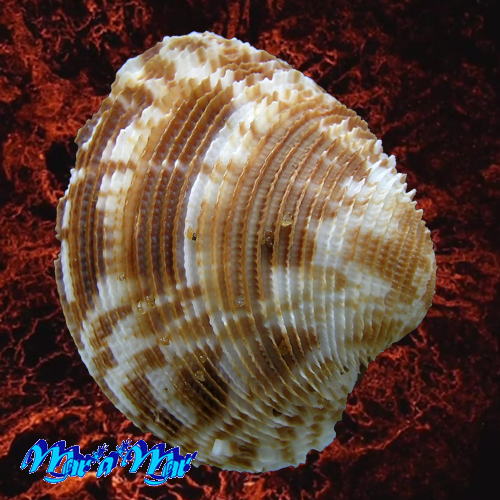 Chione pubera (Bory Saint-Vicent, 1827)