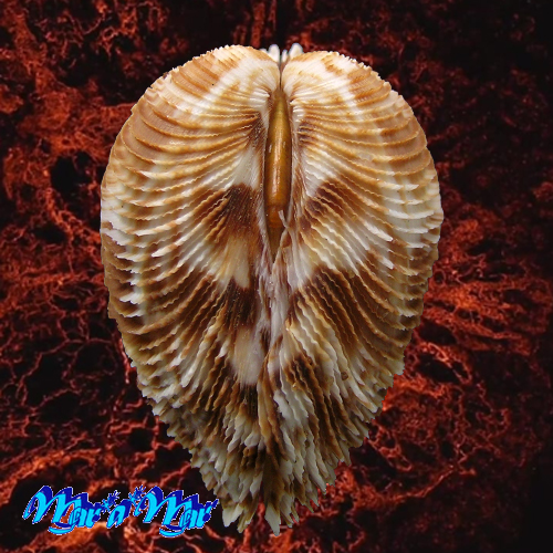 Alternative view of Chione pubera (Bory Saint-Vicent, 1827)