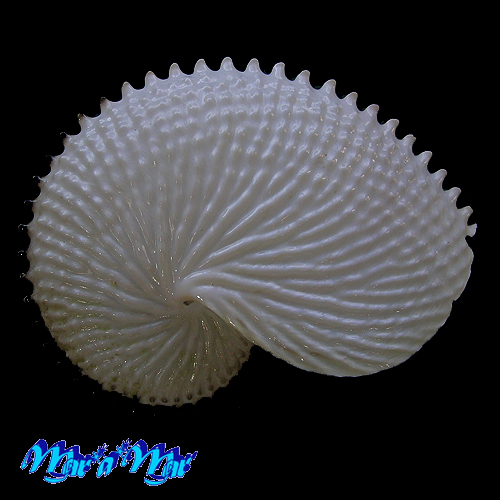Argonauta nodosa Lightfoot,1786