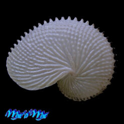 Argonauta nodosa Lightfoot,1786 - Imagem 3