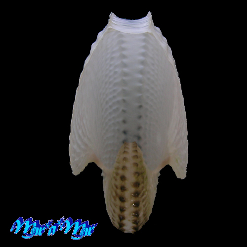 Argonauta nodosa Lightfoot,1786 - Imagem 2