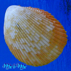 Acrosterigma magnum (Linnaeus, 1758)