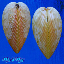 Alternative view of Acrosterigma magnum (Linnaeus, 1758)