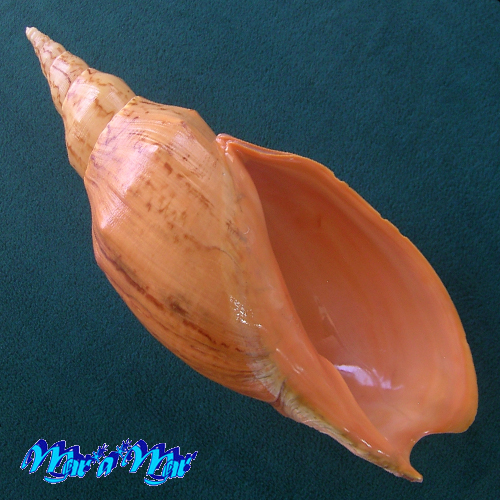 Adelomelon beckii (Broderip, 1836)