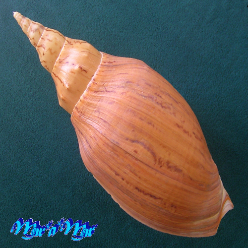 Adelomelon beckii (Broderip, 1836) - Image 4