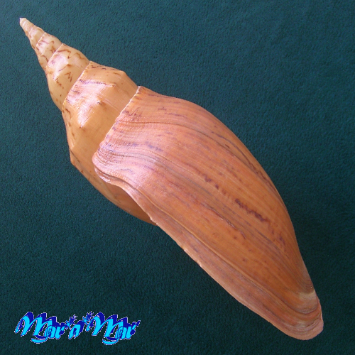 Adelomelon beckii (Broderip, 1836) - Image 3