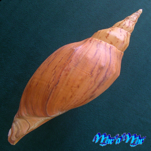 Adelomelon beckii (Broderip, 1836) - Image 2