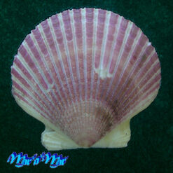 Alternative view of Argopecten purpuratus (Lamarck, 1819)