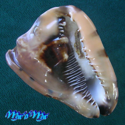 Cassis tuberosa (Linnaeus, 1758)