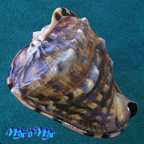 Cassis tuberosa (Linnaeus, 1758) - Imagem 3