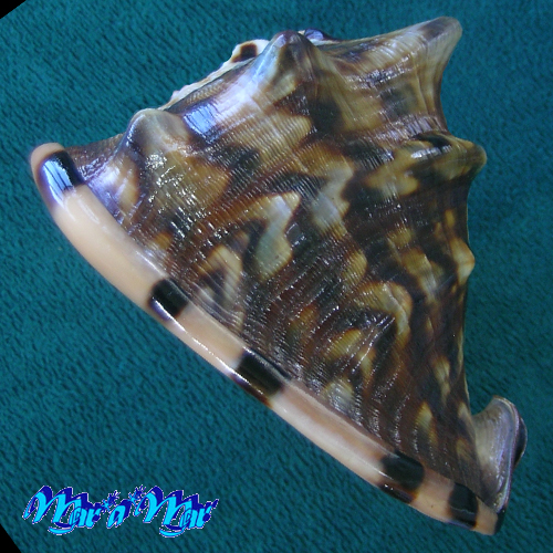 Cassis tuberosa (Linnaeus, 1758) - Imagem 2