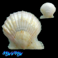 Leptopecten bavayi Dautzemberg, 1927