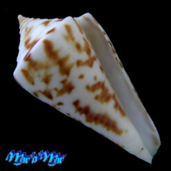 Alternative view of Conus clerii Reeve, 1844