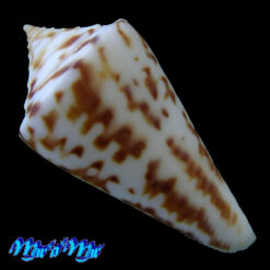 Conus clerii Reeve, 1844