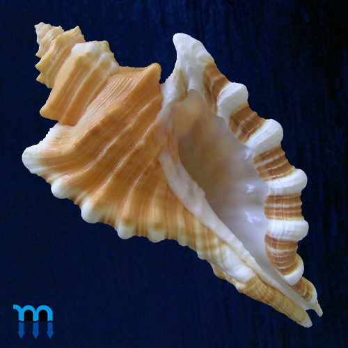 Cymatium femorale (Linnaeus, 1758)
