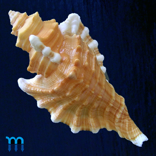 Cymatium femorale (Linnaeus, 1758) - Imagem 2