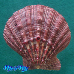 Nodipecten nodosus (Linnaeus, 1758)