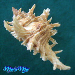 Alternative view of Chicoreus brevifrons (Lamarck, 1822)