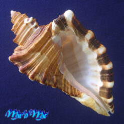 Cymatium raderi D'attilio & Meyers, 1984